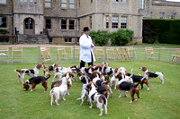 Four Shires Bassets Puppy Show - 3
